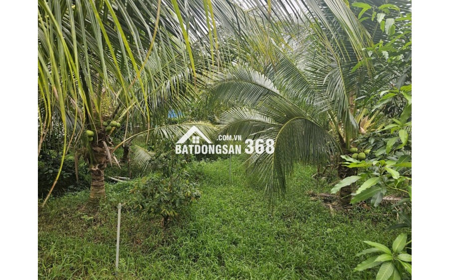 BÁN ĐẤT VƯỜN DỪA